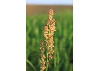 Wiesen-Sauerampfer (Rumex acetosa) - © Philipp Sengl